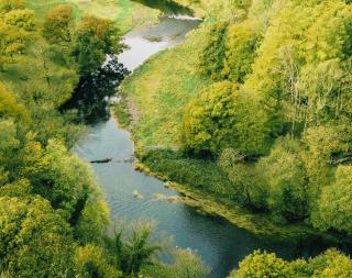 Image of a river running through some trees